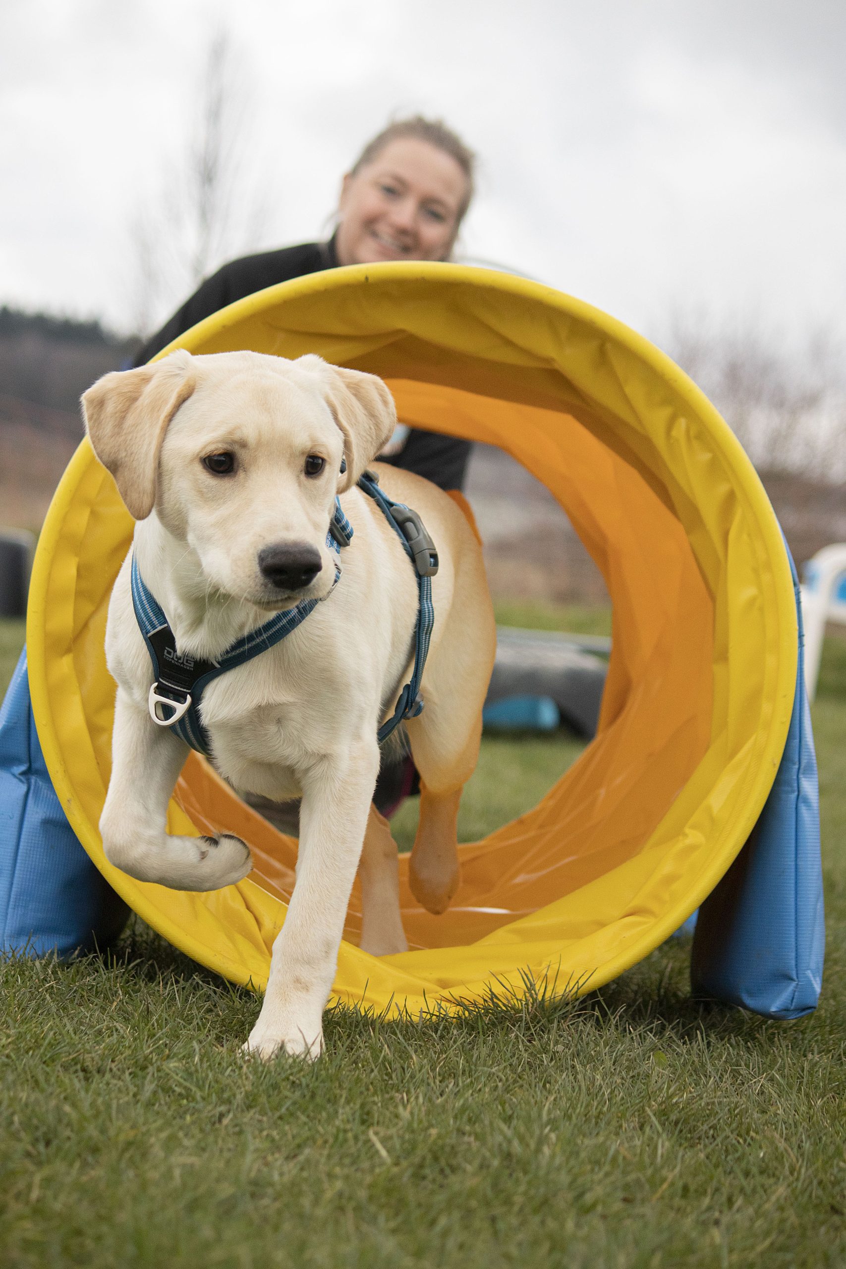 Maatwerk voor uw hond, de hondenschool voor Driel, Elst, Heteren en omstreken.